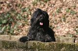 BRIARD 030